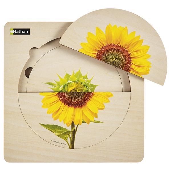 Image sur Le tournesol - Puzzle Cycle de vie