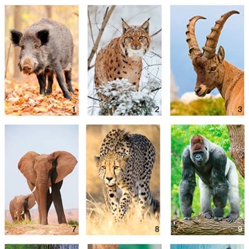 Image de Étiquettes récompenses  : les animaux en photos