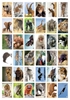 Image sur Étiquettes récompenses  : les animaux en photos