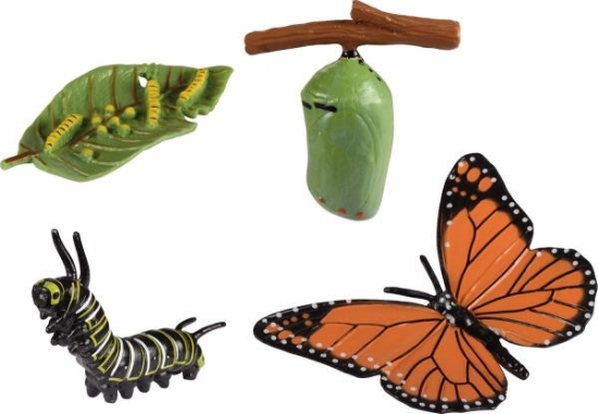 Image de Développement du papillon