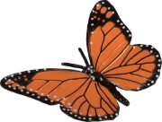 Image de Développement du papillon
