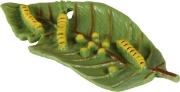 Image de Développement du papillon