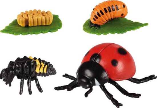 Image de Développement de la coccinelle