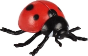 Image de Développement de la coccinelle
