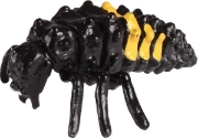 Image de Développement de la coccinelle