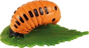 Image de Développement de la coccinelle