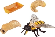 Image de Développement de l'abeille