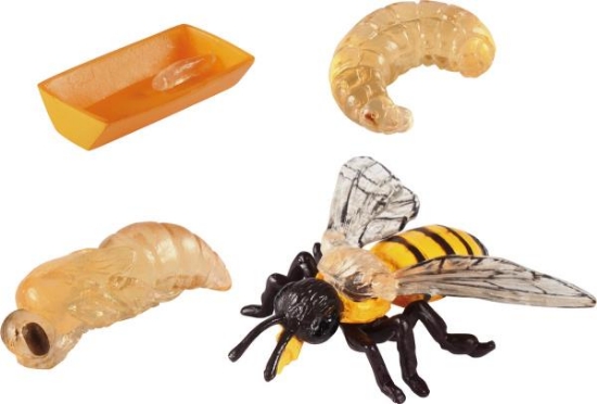 Image de Développement de l'abeille