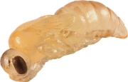 Image de Développement de l'abeille