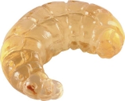 Image de Développement de l'abeille