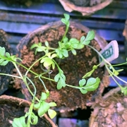 Image de Kit Serre Horticole - Cycle 3