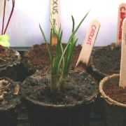 Image de Kit Serre Horticole - Cycle 3