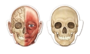 Image de Corps humain à double face magnétique