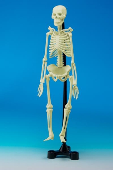 Image de Le squelette articulé 51 cm