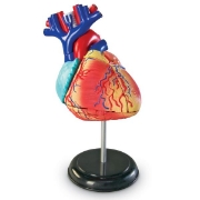 Image de Modèle d’anatomie – Cœur