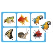 Image de Maxiloto animaux