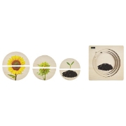 Image de Le tournesol - Puzzle Cycle de vie