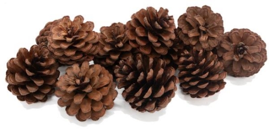 Image de Pommes de pin, les 25