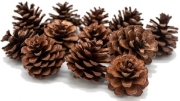 Image de Pommes de pin, les 25