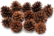 Image de Pommes de pin, les 25
