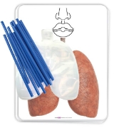 Image de Modèle de système respiratoire