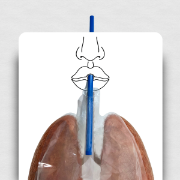 Image de Modèle de système respiratoire