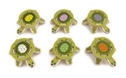 Image de XXL Turtle Island